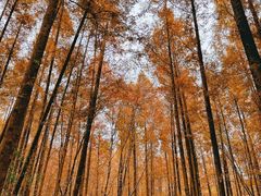 -上海滨江森林公园