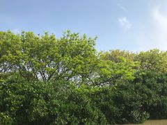 -大湾区中央湿地公园