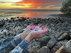 -宝安西湾红树林湿地公园