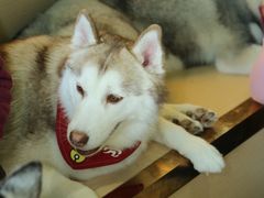 -Husky Go! 哈士奇体验馆·宠物咖啡厅狗咖
