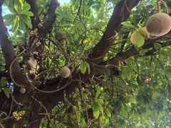 -柬埔寨国家博物馆