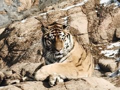 -西霞口神雕山野生动物世界