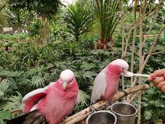 -南宫五洲植物乐园