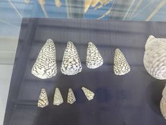 -上海海洋大学鱼文化博物馆(军工路校区)