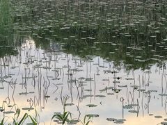 -洋湖国家湿地公园