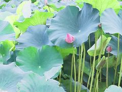 -美兰湖景区