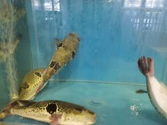 -天正河鲀·河豚亭(大连店)