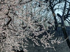 -桃花堤公园