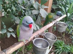 -南宫五洲植物乐园