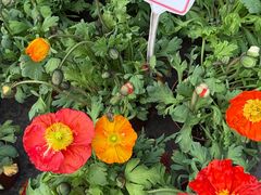 -龙大花卉苗木市场