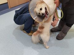 -萌兽医馆·犬猫专科·眼科中心·宠物医院(朝阳门分院)