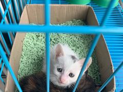 -派特宠物医院(圆融广场店)