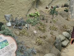 -南山植物园