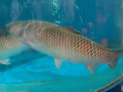 -红日饭店(裕隆三路店)