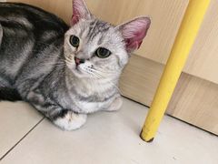 -宠福鑫康馨动物医院·骨科·眼科