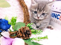 -十年猫舍·猫咪专门店(普陀店)