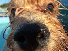 -趣玩宠物乐园寄养训犬训狗游泳池