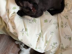 -艾贝尔动物医学中心·血液净化·神经内外科