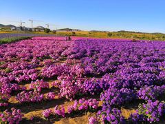 -莲花山花海