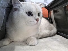 -纳吉亚猫专科动物医院博雅分院