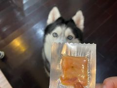 -PETKIT 小佩宠物·低压洗护·美容·寄养(安远店)