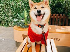 -喜茶(深圳喜荟城店)