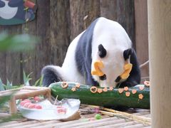 -深圳野生动物园