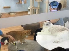 -猫冇咖·家门口的撸猫馆(大融城店)
