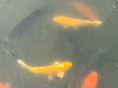 -西湖游船