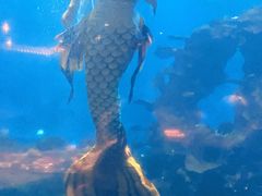 -涛·海底餐厅·美人鱼·自助餐·海底隧道(三亚海棠湾洲际度假酒店)