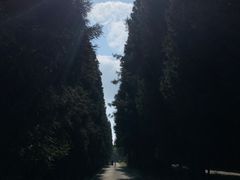 -武陵山森林公园