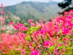 -木兰云雾山