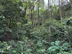 -火炉山森林公园