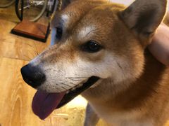 -柴犬高等学院·狗咖·柴犬售卖·宠物训练