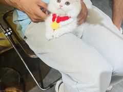 -欣宠猫屋·矮脚拿破仑·蓝金金渐层