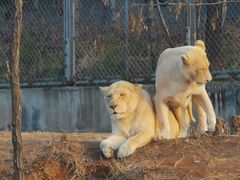 -石家庄市动物园