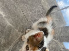 -宠颐生汉谟拉比宠物医院