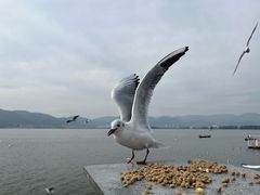 -海埂大坝