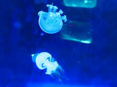-芜湖新华联大白鲸海洋公园