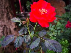 景观位-香山家宴