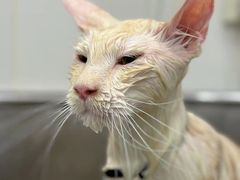 -囡的喵喵酱·萌宠生活馆·宠物洗护美容(胶州路店)