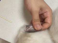 -乐琪宠物医院·犬猫专科·骨外科·急重症