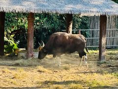 -清迈夜间动物园