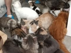 -楼上猫咖(罗湖店)