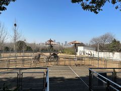 -合肥野生动物园