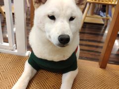 -豆柴町-柴犬主题狗咖(红鼎国际C座店)