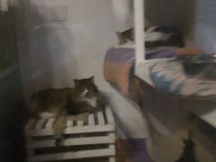 -Anne猫窝咖啡屋