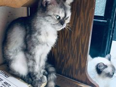 -猫色咖啡·猫咖