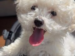 -艾贝尔宠物医院 ·内科全科(梁溪路店)