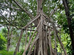 -中国科学院西双版纳热带植物园